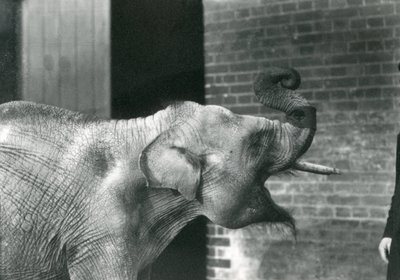 Baby Asian Elephant with Keeper, London Zoo November 1915 by Frederick William Bond